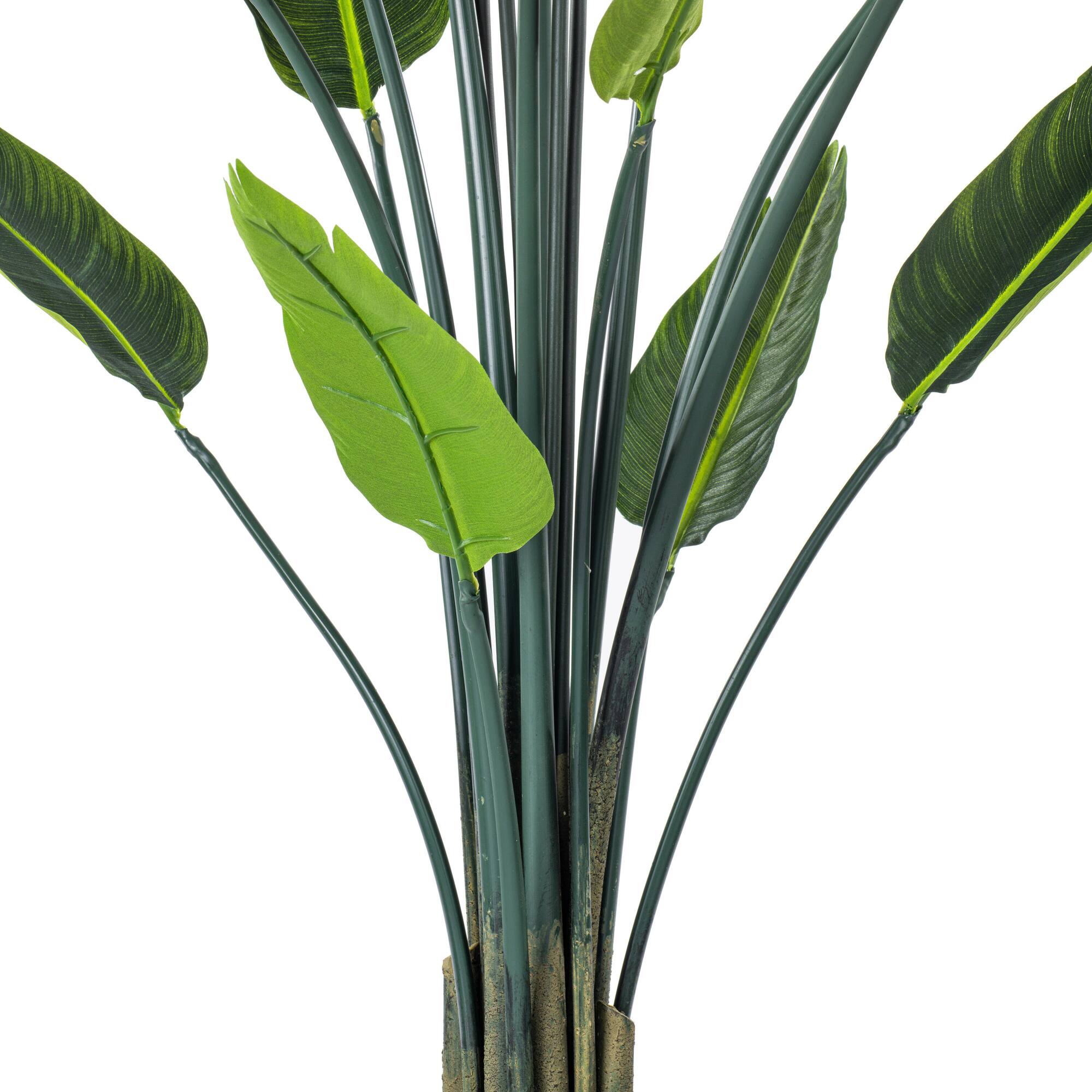 5ft. Potted Bird of Paradise Palm Tree